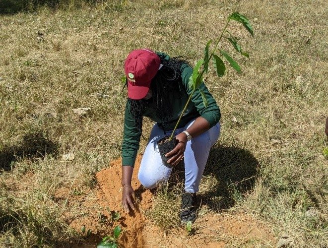 A person planting a young tree seedling in dry ground