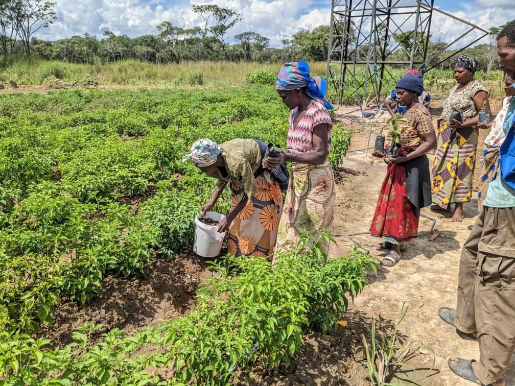 Women of a SEPA-supported producer group tending crops in their irrigated field